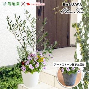 シンボルツリーの寄せ植え ＜アートストーン鉢でお届け＞ 鶴亀園オリーブ 寄せ植え 鉢植え オリーブの木 オリーブ 観葉植物 インテリア 