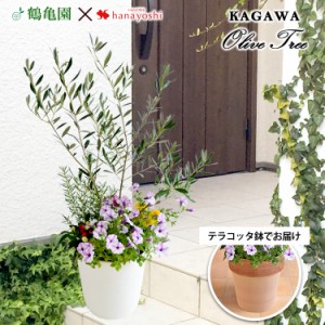 シンボルツリーの寄せ植え ＜テラコッタ鉢でお届け＞ 鶴亀園オリーブ 寄せ植え 鉢植え オリーブの木 オリーブ 観葉植物 インテリア ギフ