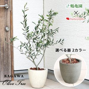 シンボル ツリー 鉢植え 屋外の通販 Au Pay マーケット