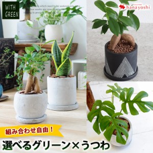 送料無料 自由に選ぶグリーン&うつわ 観葉植物 おしゃれ インテリアグリーン 開店祝い 開業祝い ギフト 秋 誕生日 プレゼント 女性 友達