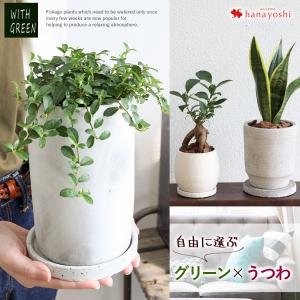 つる性 観葉 植物 種類の通販 Au Pay マーケット