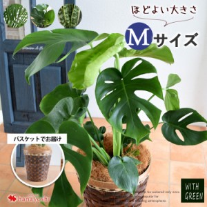 即日発送対応 選べる観葉植物 Mサイズ <バスケットに入れてお届け> モンステラ ストレリチア サンスベリア アレカヤシ 育てやすい イン