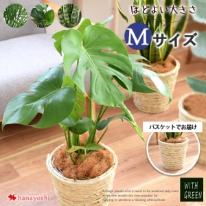 即日発送対応 選べる観葉植物 Mサイズ ＜バスケットに入れてお届け＞ モンステラ ストレリチア サンスベリア アレカヤシ 育てやすい イン