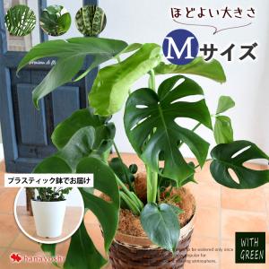 即日発送対応 選べる観葉植物 Mサイズ <プラスチック鉢でお届け> モンステラ ストレリチア サンスベリア アレカヤシ 育てやすい インテ