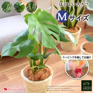 即日発送対応 選べる観葉植物 Mサイズ ＜ラッピングを施してお届け＞ モンステラ ストレリチア サンスベリア アレカヤシ 育てやすい イン