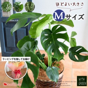 即日発送対応 選べる観葉植物 Mサイズ <ラッピングを施してお届け> モンステラ ストレリチア サンスベリア アレカヤシ 育てやすい イン