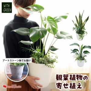 育て やすい 観葉 植物の通販｜au PAY マーケット