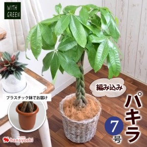 育て やすい 観葉 植物の通販｜au PAY マーケット