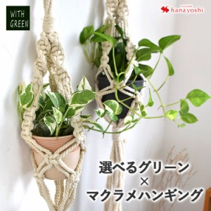 選べるグリーン×マクラメハンギング 観葉植物 ポトス ガジュマル 姫モンステラ シュガーバイン 育てやすい インテリア グリーン おしゃ