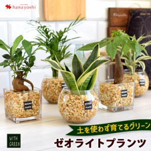 選べる 観葉植物xハイドロカルチャー ガジュマルの木 サンスベリア ゼオライトプランツ ガラスキューブ おしゃれ 鉢 インテリア グリー