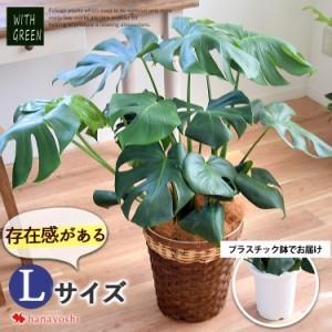 即日発送対応 選べる観葉植物 Lサイズ ７号 ＜プラスチック鉢でお届け＞ 存在感がある モンステラ パキラ 育てやすい インテリア グリー