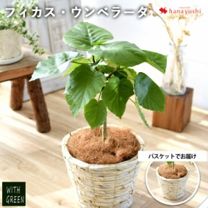 フィカス・ウンベラータ 鉢植え ＜バスケットに入れてお届け＞ 育てやすい グリーン  観葉植物 インテリアグリーン おしゃれ プレゼント 