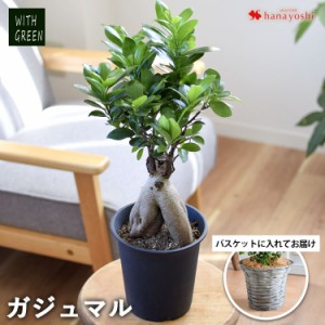 ガジュマル 鉢植え ＜バスケットに入れてお届け＞ 多幸の木 幸せを呼ぶ木 観葉植物 インテリア ギフト 室内 おしゃれ 引越し祝い 新築祝