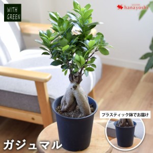 ガジュマル 鉢植え ＜プラスチック鉢でお届け＞ 多幸の木 幸せを呼ぶ木 観葉植物 インテリア ギフト 室内 おしゃれ 引越し祝い 新築祝い 