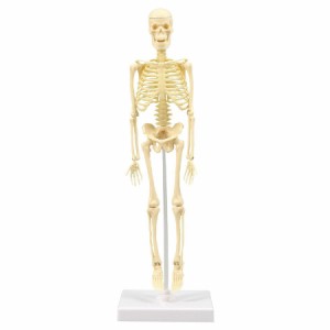 人体骨格模型　30cm 理科教材・備品 人体・からだ・模型・標本