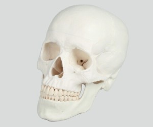 ナビス（アズワン） 頭蓋3分解モデル 180×190×120 4500