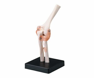 タフリーインターナショナル 関節模型（人体模型シリーズ）　肘関節  1個 人体模型