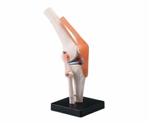タフリーインターナショナル 関節模型（人体模型シリーズ）　膝関節  1個 人体模型