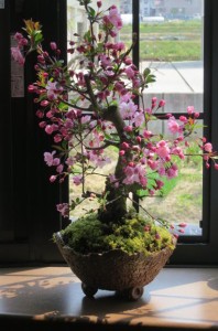 盆栽：花海棠桜　　ハナカイドウ盆栽　お誕生日プレゼントに　2023年4月に開花