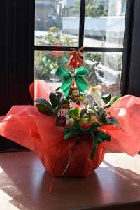 2023年12月〜翌年1月に開花クリスマスの贈り物に【鉢植え】 【クリスマスローズ開花】クリスマスプレゼントの花鉢としてもおすすめです