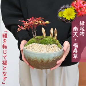 寿南天福寿盆栽鉢花寄せ植え　お祝い鉢花