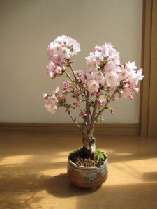 母の日プレゼントに笑顔の花咲く桜を御殿場桜盆栽 　サクラ　　和の贈り物 　　開花は2024年　5月頃　信楽鉢入り（茶小凹）