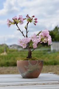 山桜 盆栽の通販｜au PAY マーケット