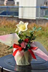 クリスマスローズ開花　2023年12月　プレゼントの花鉢として　開花は12月〜翌年1月頃