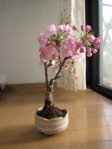 ミニ八重桜盆栽　小さいからベランダでも育てる事ができる　楽しい　ミニ桜盆栽（白小凹）