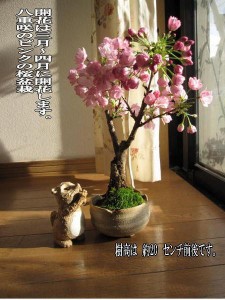 ミニ八重桜盆栽　春に　自分で咲かす　桜盆栽　ミニ桜盆栽（白小凹）