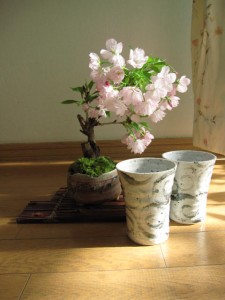 さくらのお花見セットミニ桜盆栽と雲海信楽コップ2個のセット　雲海コップ2個付いてます（茶小凹）