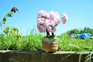 盆栽八重桜　　2本仕立て　身近に　サクラのお花見が楽しめます