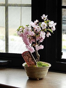 ミニ八重桜盆栽　自宅でお花見桜盆栽　2024年4月中頃に開花します（白小ふち）
