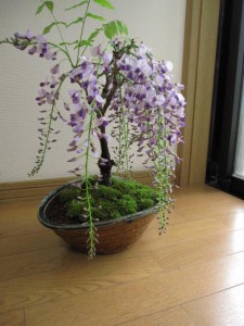５月に開花母の日プレゼントに盆栽： 藤盆栽藤   開花は４月から５月　　信楽鉢入り　