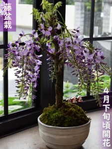 2024年母の日おすすめ　藤盆栽　５月に藤のお花を楽しめます