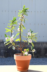 白花沈丁花香りのする鉢花　お誕生日プレゼントの鉢花に