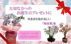 ミニ八重桜盆栽　ミニ盆栽　贈り物に　自宅でさくらのお花見を楽しめます　信楽鉢入り（茶小ふち）　苔付き