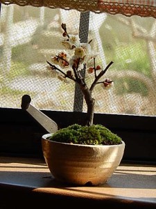 2024年２月から３月に開花盆栽梅盆栽　　白ミニ梅の盆栽　白梅盆栽
