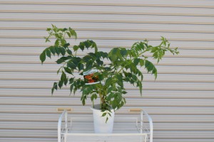【ノウゼンカズラ】凌霄花 オレンジの花　庭木　つる植物　育てやすい