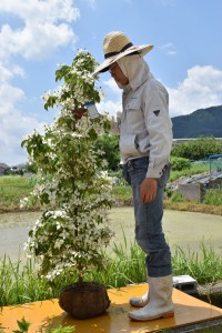 【ヤマボウシ 月光】シンボルツリー　常緑性　白い花びら　赤い実