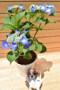 【マリンブルー】紫陽花　贈り物　切り花　てまり咲き　鉢植え　庭木　初心者でも育てやすい