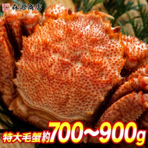 かに 毛がに 特大1尾 約700g〜900g 送料無料 ロシア産 冷凍便 毛蟹 毛ガニ カニ けがに のし対応 食品 グルメ 海鮮 プレゼント 父の日 母