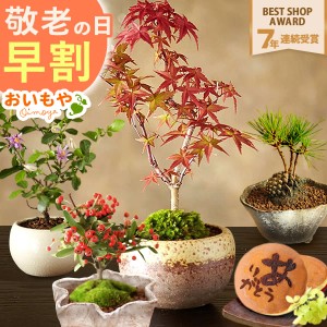 もみじ 鉢植えの通販｜au PAY マーケット