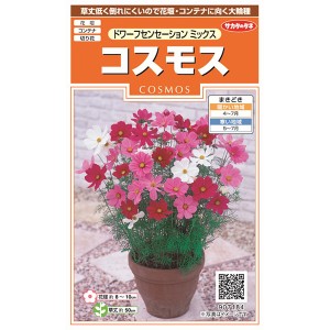 サカタのタネ 花種 コスモス ドワーフセンセーションミックス【あす着】