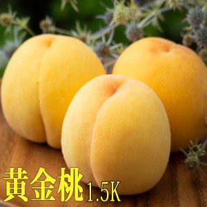 岡山桃 黄金桃 岡山産 約1.5kg 約4玉〜6玉 桃 もも お中元 贈答用 ギフト 秀品