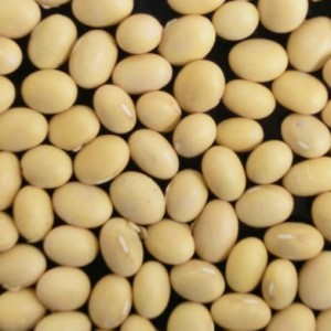 輸入大豆　カナダ産大豆　NON-GMO（遺伝子組み換えではない） 30kg 用途：みそ・豆腐ほか