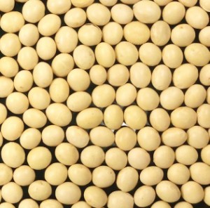 【事業所配送（個人宅不可）】 青森県産 大粒大豆（おおすず ほか） 30kg
