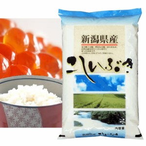 越後の米 令和5年産 新潟県産 こしいぶき 5kg 白米 (玄米/無洗米 選べます。）