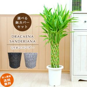 ミリオン バンブー 風水の通販 Au Pay マーケット ミリオン バンブー 風水の通販 Au Pay マーケット