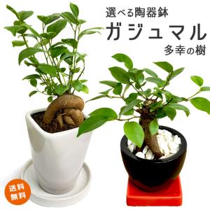 ガジュマル 風水の通販 Au Pay マーケット